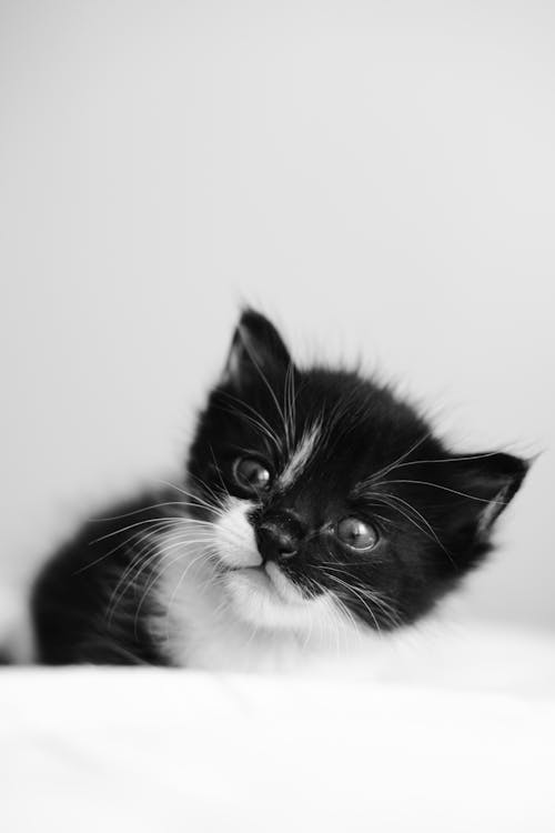 Immagine gratuita di animale domestico, bianco e nero, fotografia di animali