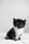 baby cat