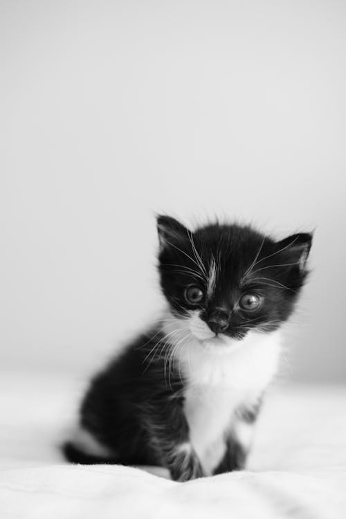 Free A black and white kitten sitting on a bed Stock Photo