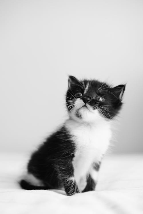 Free A black and white photo of a kitten Stock Photo