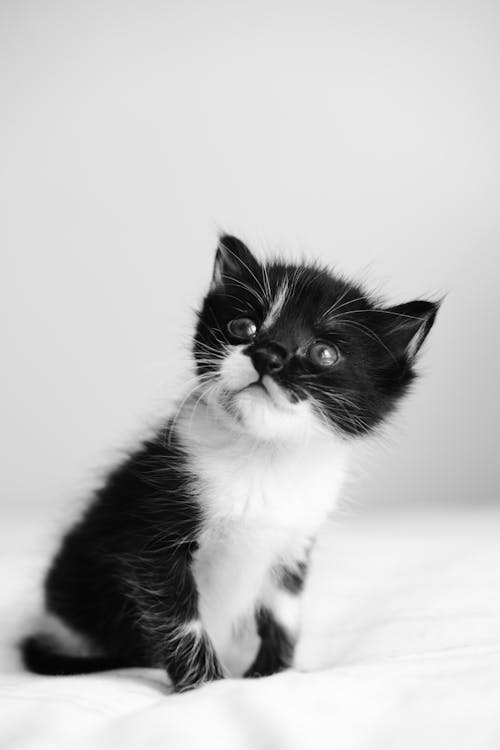 Immagine gratuita di animale domestico, bianco e nero, fotografia di animali