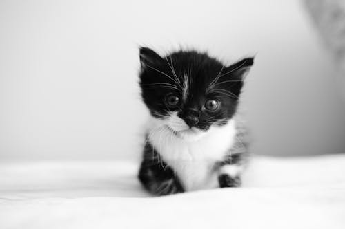 Free A black and white photo of a kitten Stock Photo