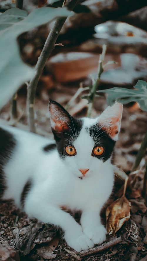 Free Black and white cat with striking orange eyes lying on the ground, surrounded by foliage. Stock Photo
