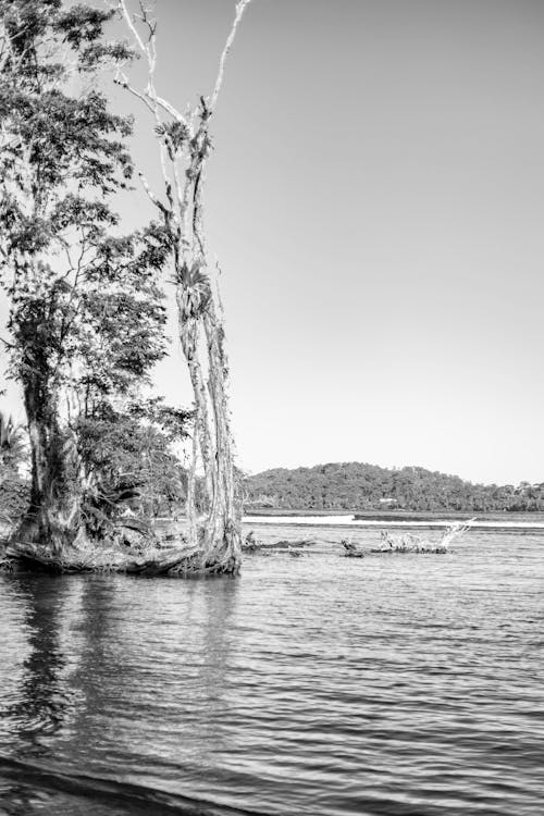 Imagine de stoc gratuită din alb-negru, arbori, călătorie