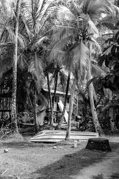 A serene tropical scene with a hut among palm trees in Bocas del Toro, Panama.