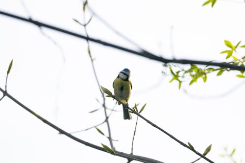 cyanistes caeruleus, 分公司, 動物攝影 的 免費圖庫相片