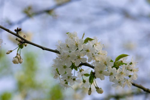 Kostenloses Stock Foto zu apfel, ast, baum