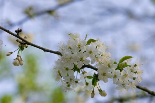 Free Close-up of white cherry blossoms in full bloom on a branch during spring. Stock Photo