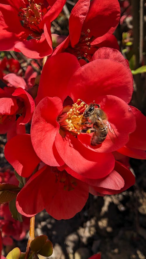 Fotobanka s bezplatnými fotkami na tému broskyňový kvet, google pixel, hmyz