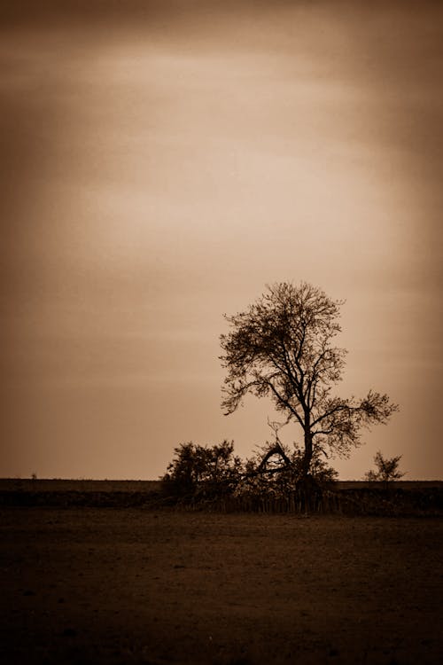 Безкоштовне стокове фото на тему «дерева, Природа»