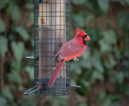 Big Red. 14:00 Uhr, 48° F. 6. April 2024. Darien, Ct