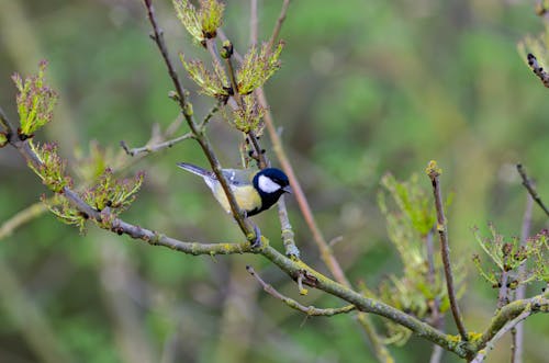 parus major, 偉大的山雀, 分公司 的 免費圖庫相片