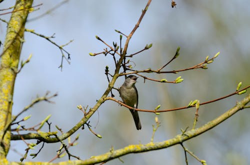 Blackcap Âu Á