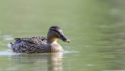 Free Close-up of a mallard duck swimming peacefully in a Salzgitter pond. Stock Photo