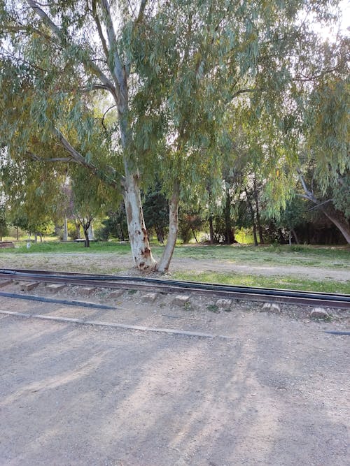 Double eucalyptus tree trunk in front of train lines