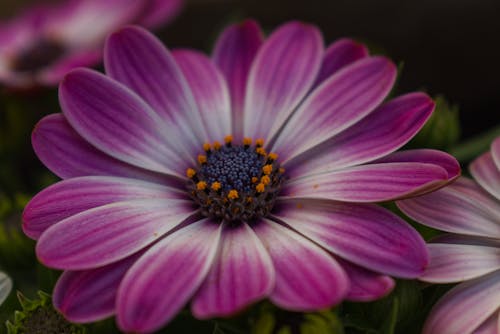 Free Cape marguerite Stock Photo