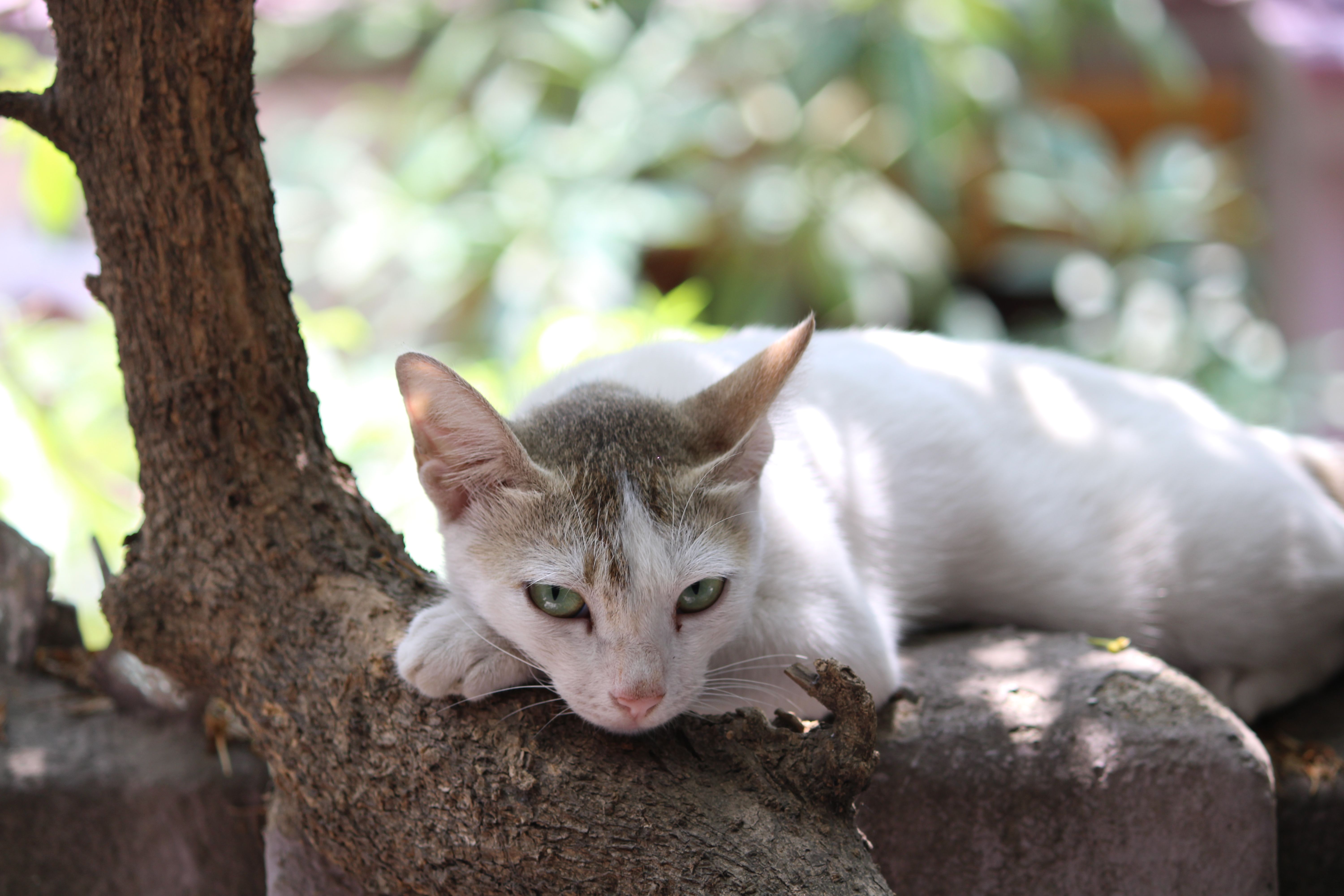 Healthcare and wellness consultation for a cat