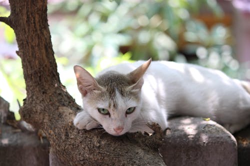 Beyaz kedi, çit, Evcil Hayvan içeren Ücretsiz stok fotoğraf