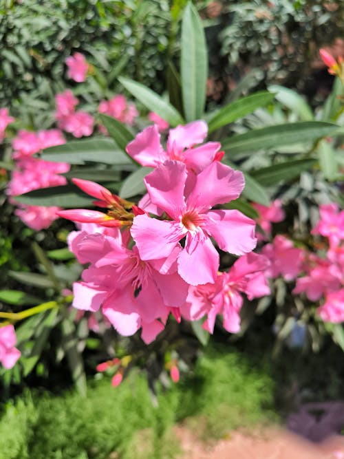 Fotobanka s bezplatnými fotkami na tému jedovatý, oleander, rastlina