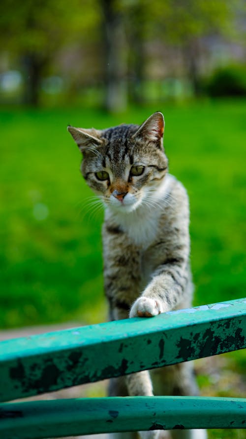 Free A cat is standing on a green bench Stock Photo