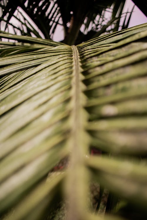 Foto d'estoc gratuïta de arbre, fulla, fulles de palmera