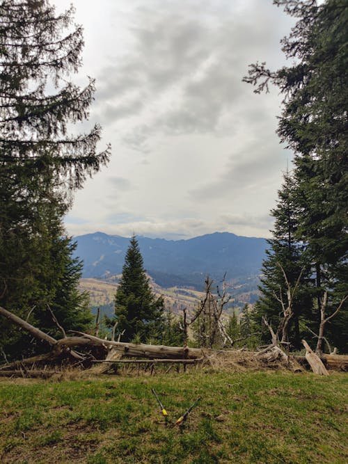 Fotos de stock gratuitas de Árbol caído, bosque, cerros