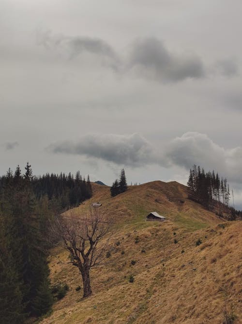 Foto d'estoc gratuïta de bosc, camp, cases de camp