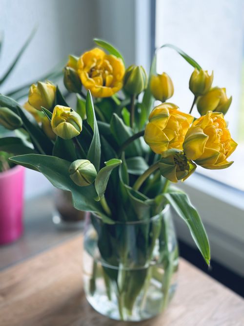 Free Indoor photo of blooming yellow tulips in a vase, captured with natural light by a window. Stock Photo