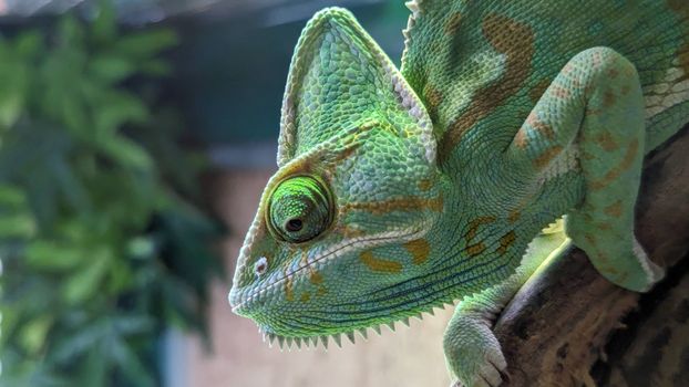 Caméléon 