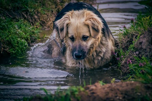 Foto d'estoc gratuïta de aigua, animal, gos
