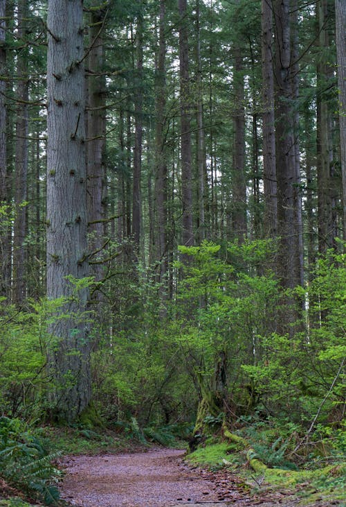 Gratis stockfoto met bomen, Bos, diep