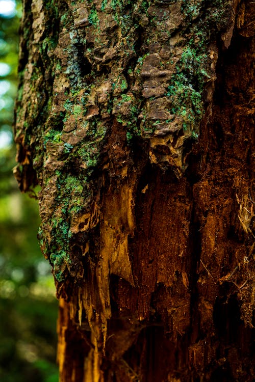 Immagine gratuita di abbaiare, albero, avvicinamento