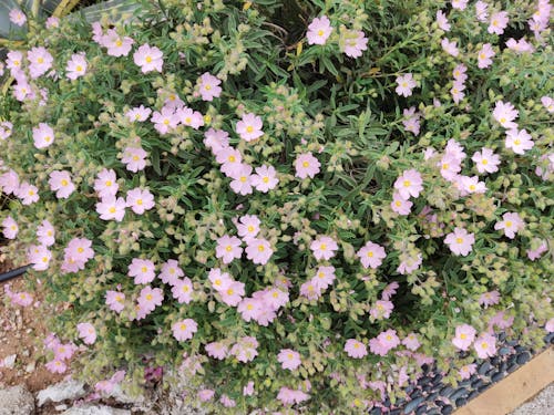Pink wildflowers in Rhodes