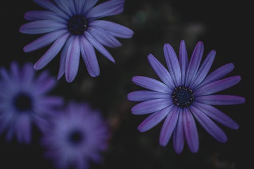 Foto d'estoc gratuïta de bellesa a la natura, d'humor variable, emoció