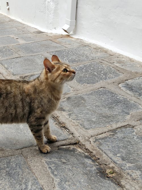 Pleading island cat