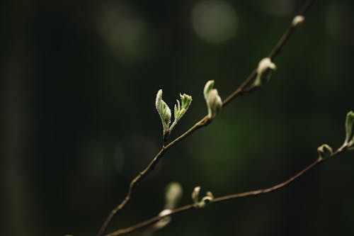 A small branch with green leaves and buds