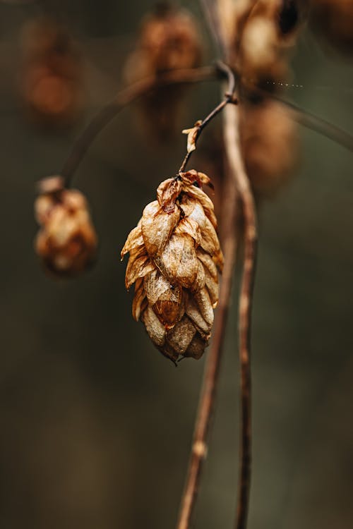 Gratis stockfoto met bruin, fabriek, natuur