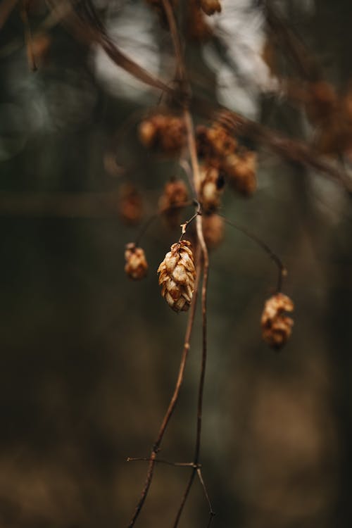 A close up of some dried up leaves on a branch