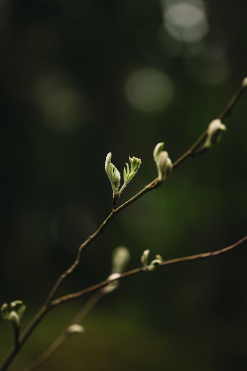 Kostnadsfri bild av blad, blomma, dagsljus