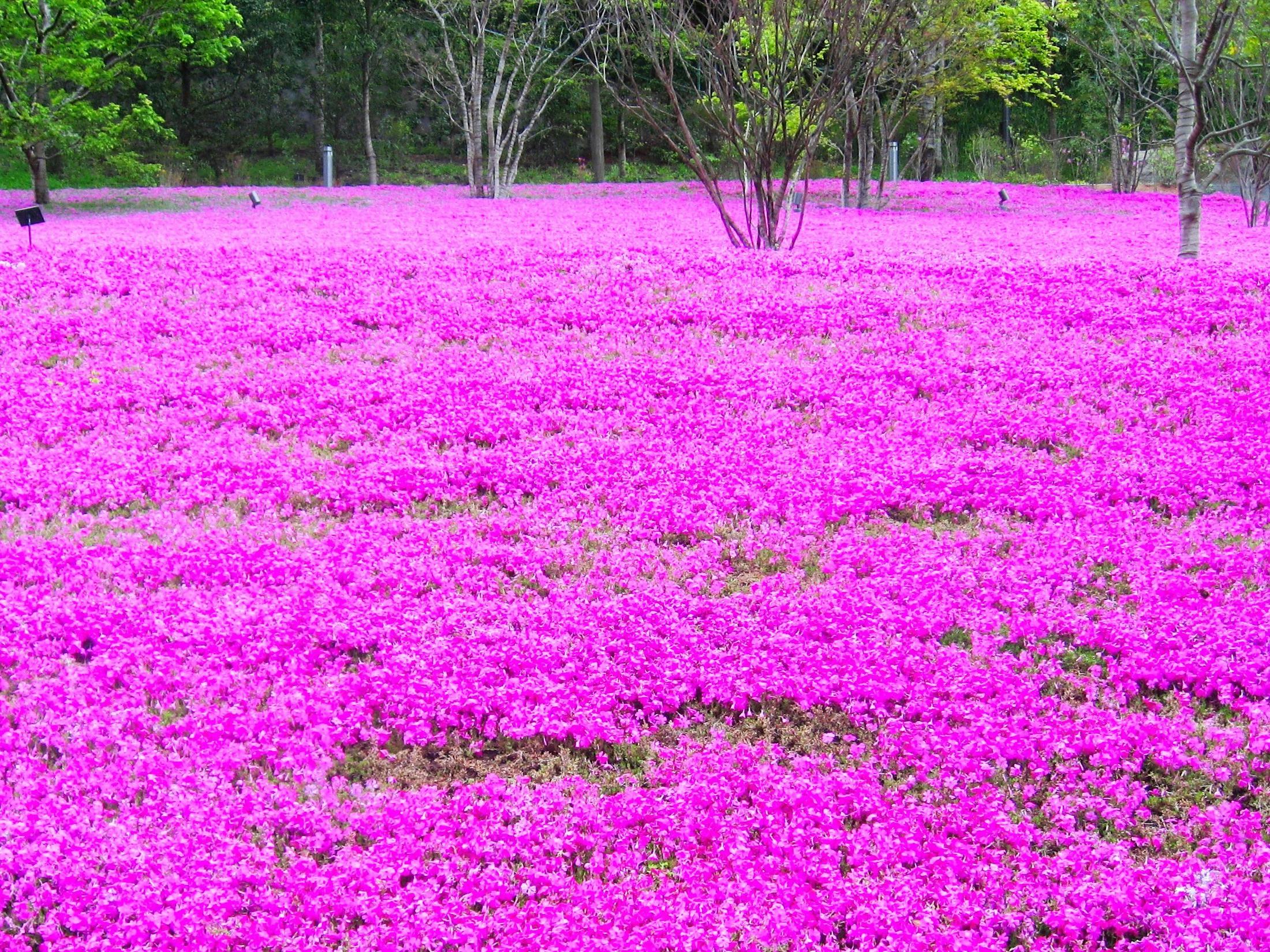 春天盛开的粉红色苔藓福狮座呈现出令人惊叹的景色，充满活力与色彩