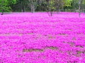 春天盛开的粉红色苔藓福狮座呈现出令人惊叹的景色，充满活力与色彩