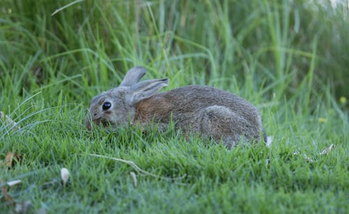 Základová fotografie zdarma na téma detail, evropský králík, fotografie divoké přírody