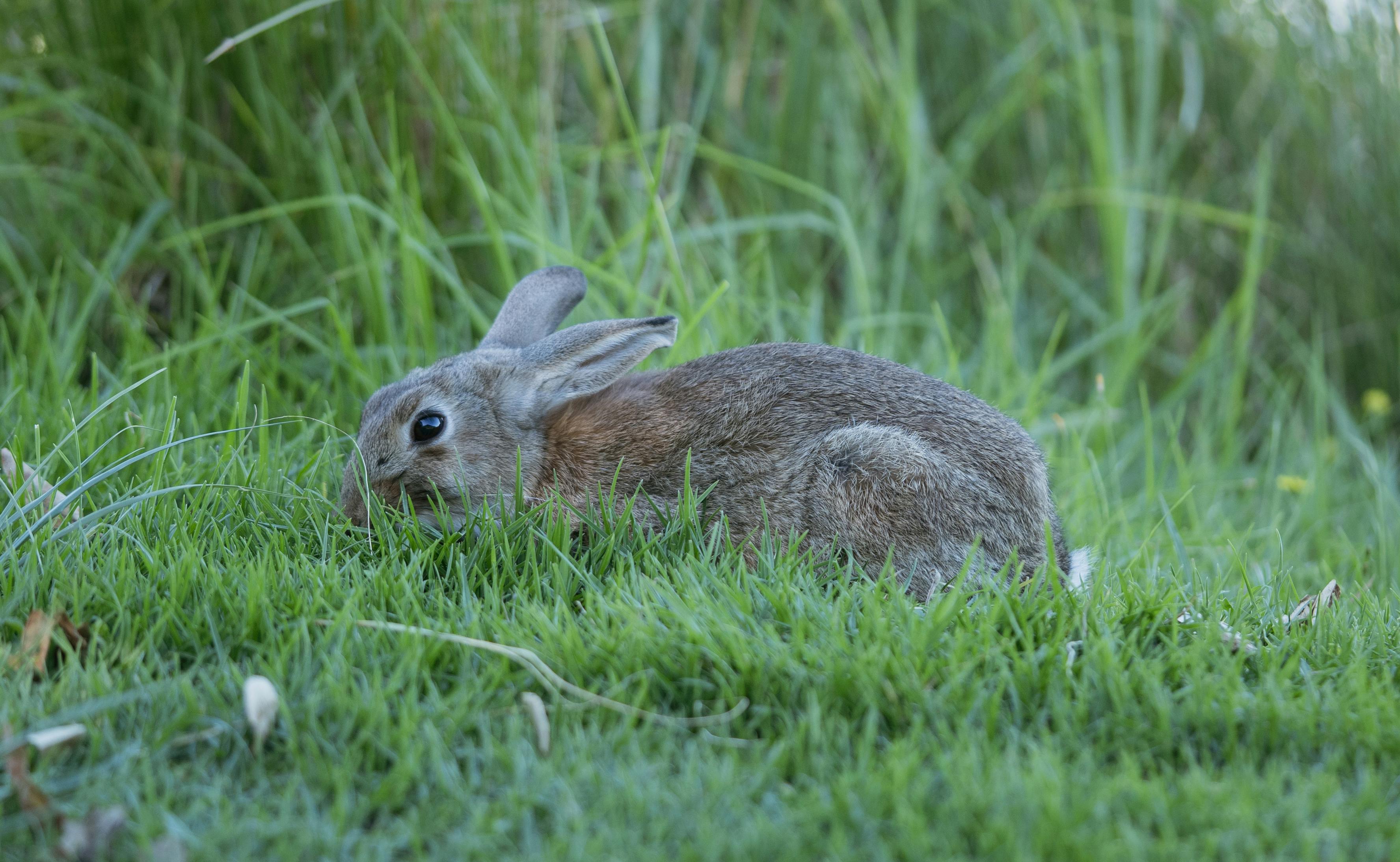 European Rabbit Hiding in the Grass · Free Stock Photo