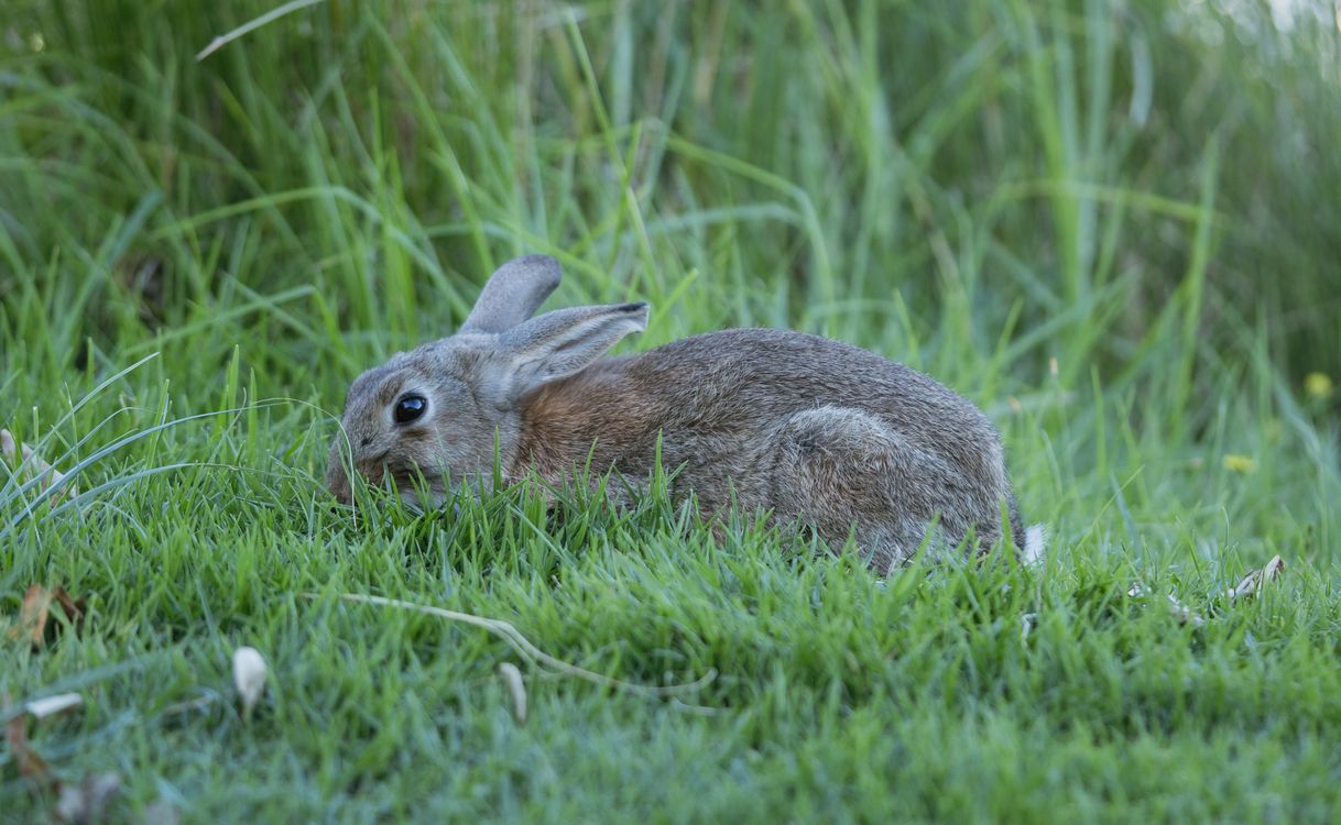 Eruo Mount Rabbit European Rabbit Hiding in the Grass · Free Stock Photo