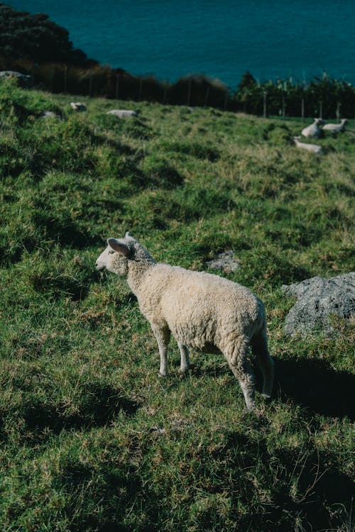 Kostnadsfri bild av äng, bete, betning