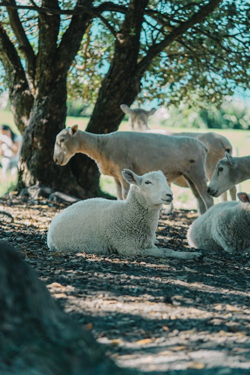 Free Flock of Sheep near Tree on Field Stock Photo