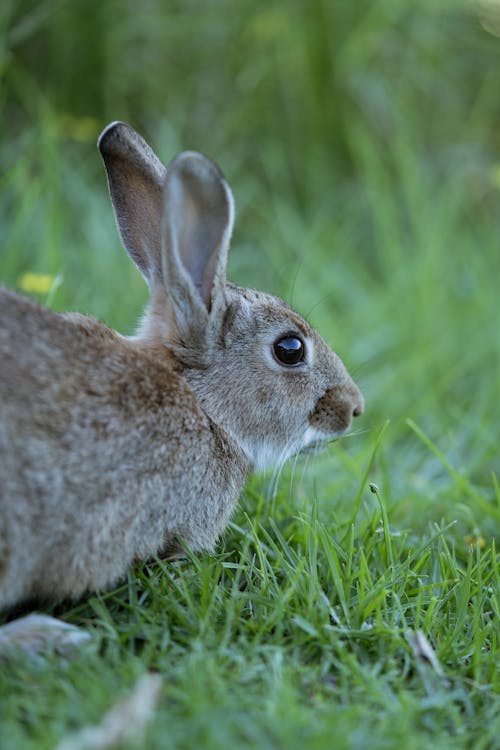 avrupa tavşanı, dikey atış, doğa içeren Ücretsiz stok fotoğraf