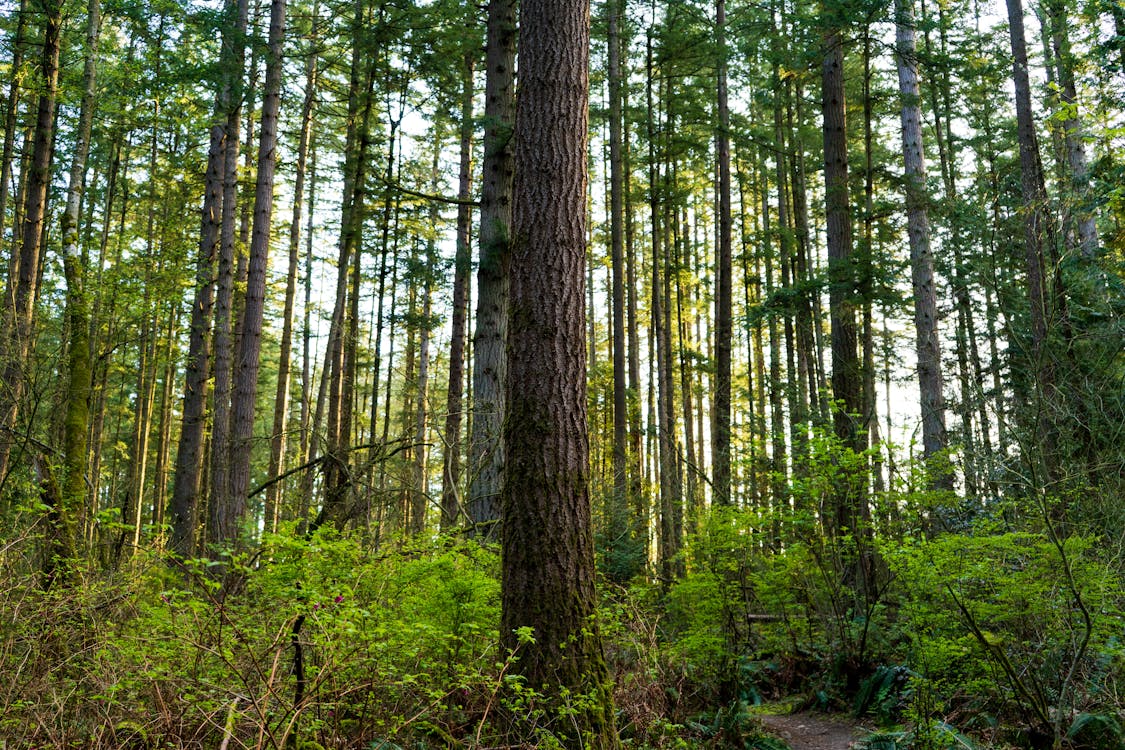 Gratis stockfoto met bomen, Bos, diep