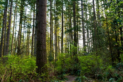 Gratis stockfoto met bomen, Bos, diep