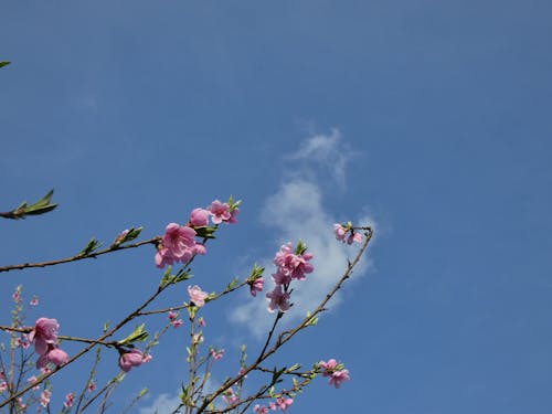 Foto profissional grátis de ramos de pêssego, ramos de pêssego rosa